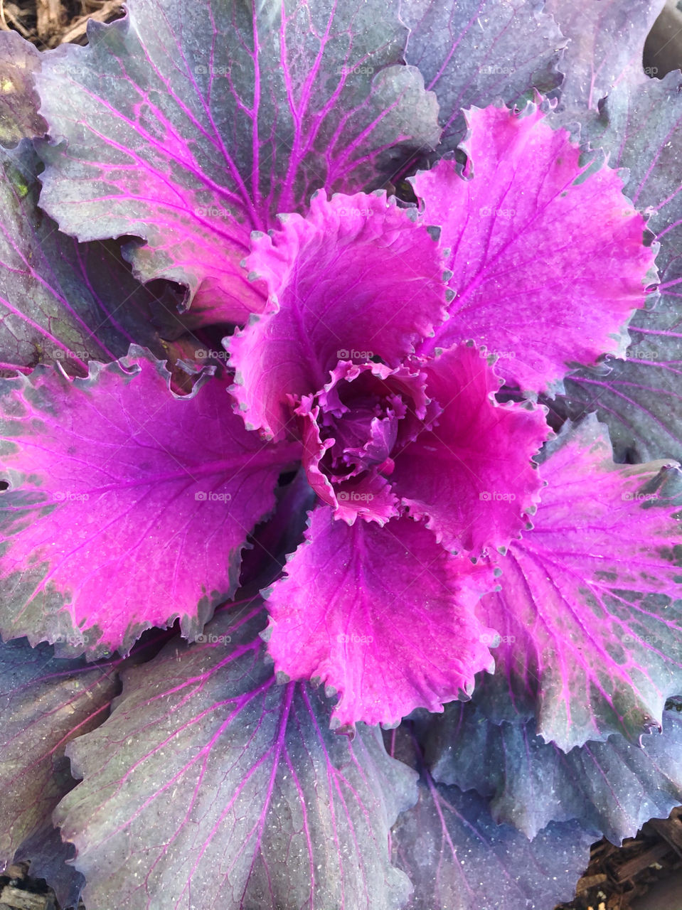 Close up of a purple cabbage plant.