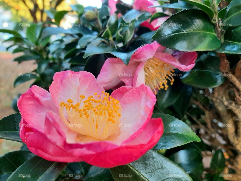 Camellia sasanqua