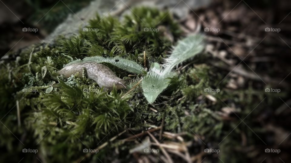 Slug on the forest floor. Boothbay Maine.