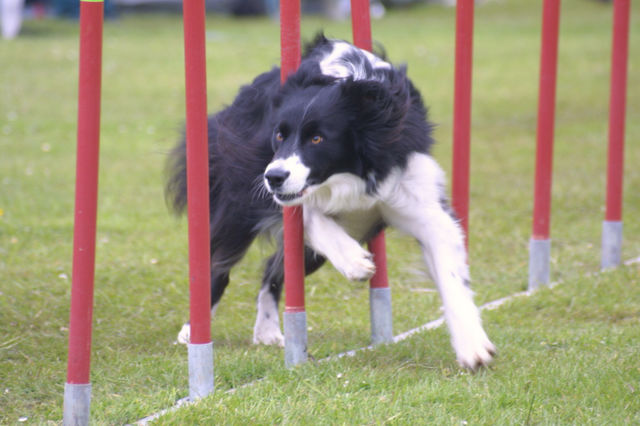 border collie agility