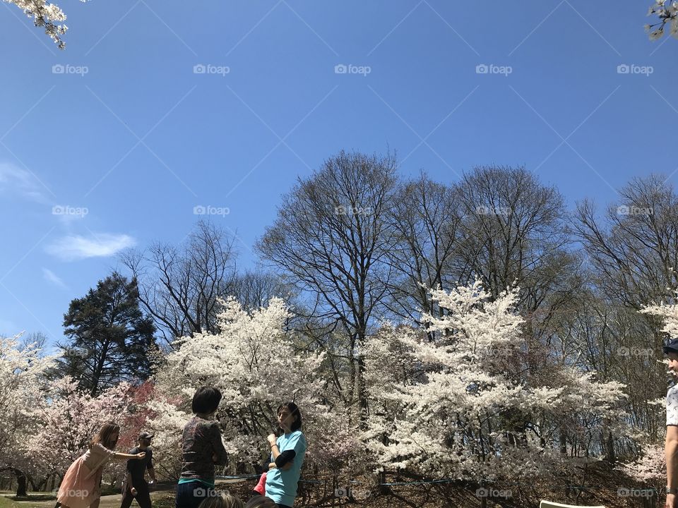 Cherry Blossoms at Park 