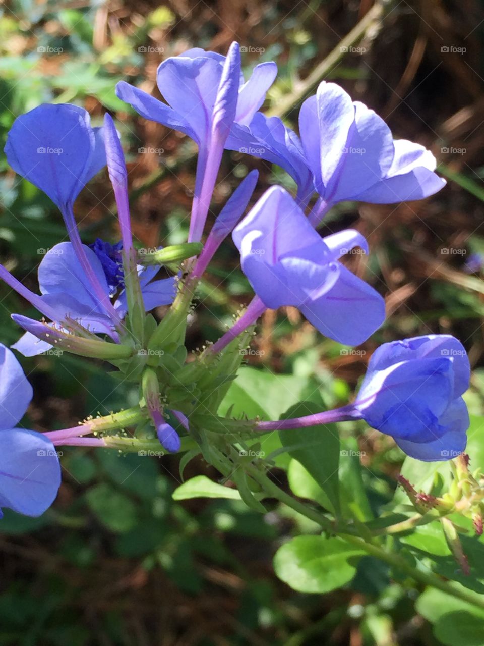 Plumbago