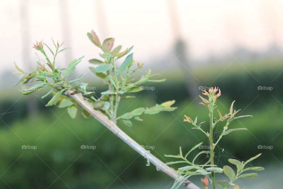 pretty views...in a spring season day