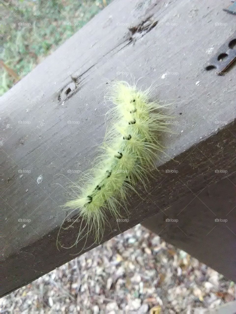 fuzzy yellow caterpillar