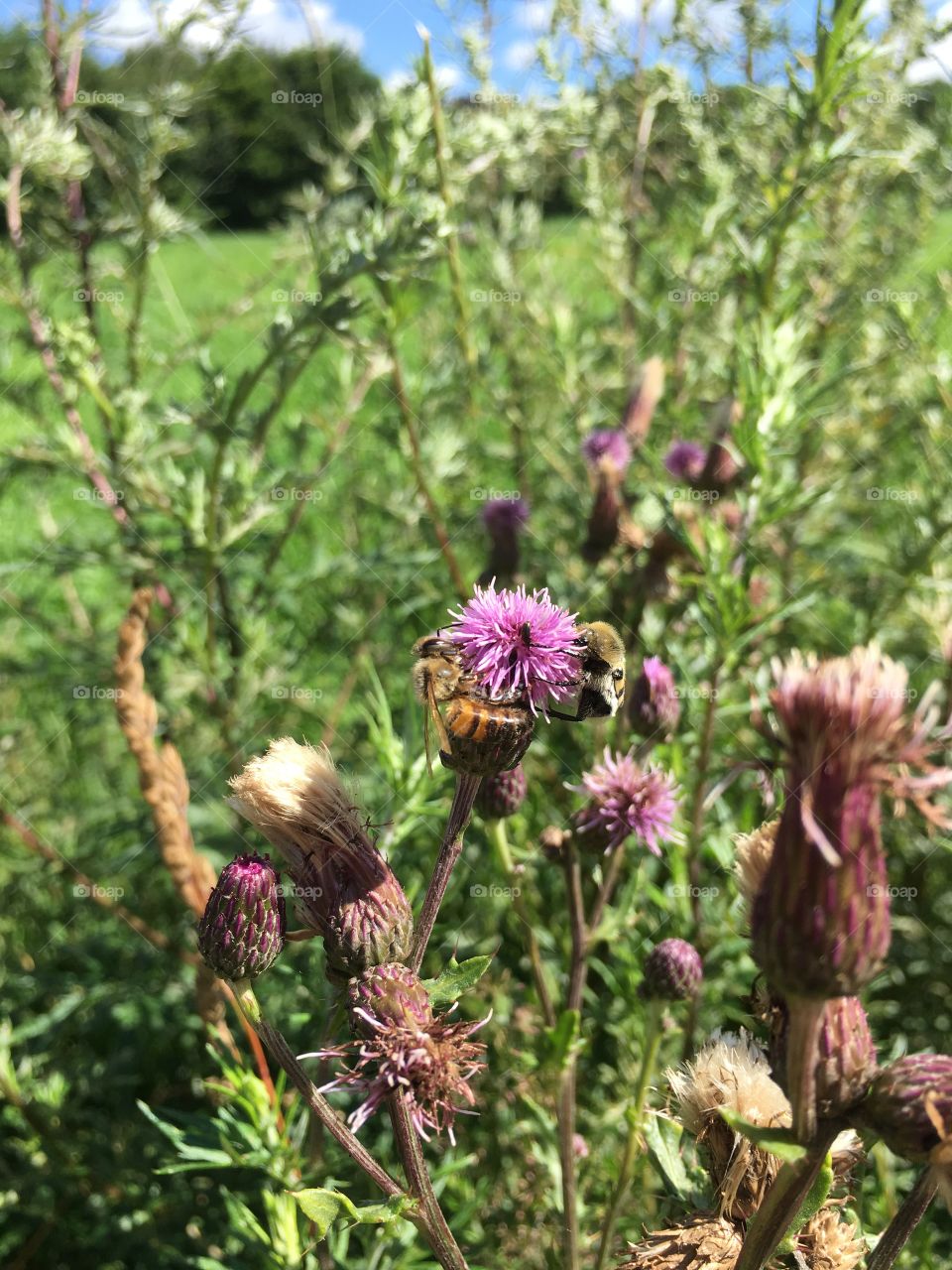 Honeybee and bumblebee 