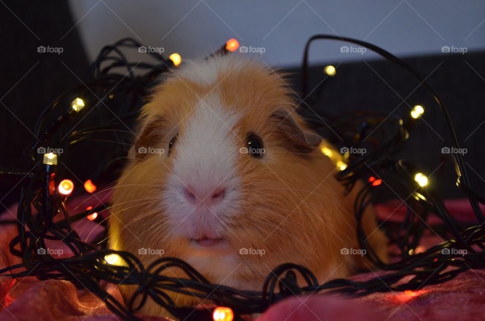 Guinea pig with lighting equipment