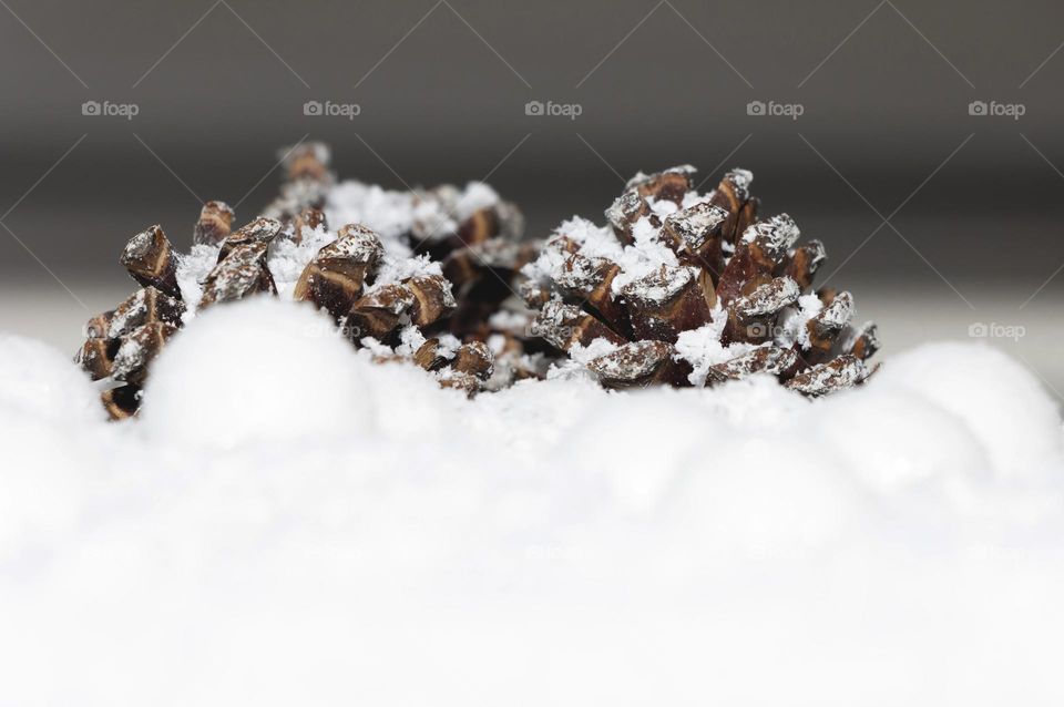 Pinecones in the snow