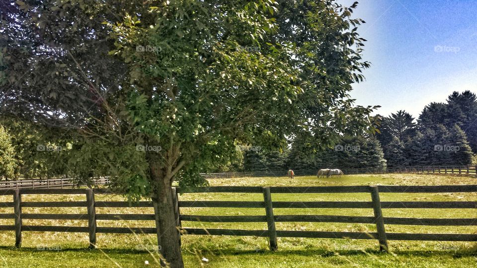 Nature. Horse Farm