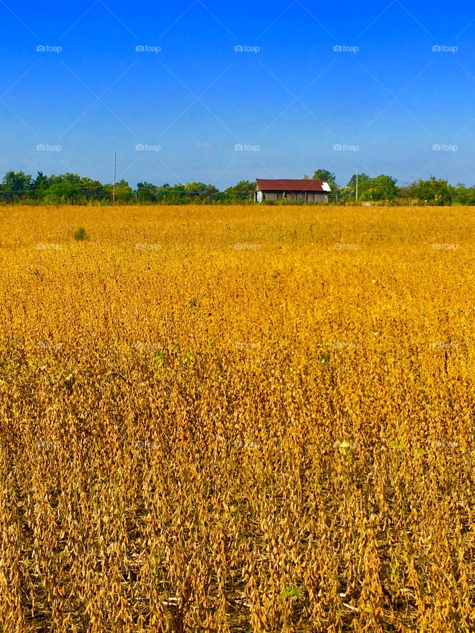 Field of yellow