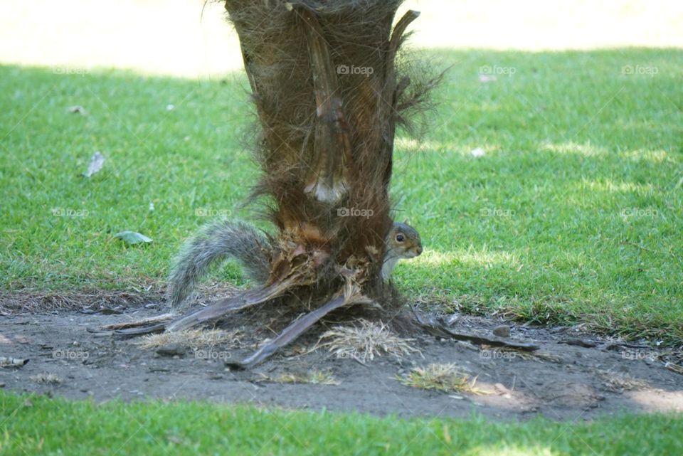 can you see me...Squirrel