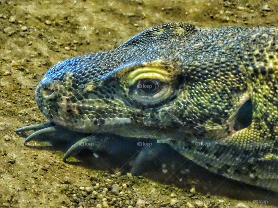 Komodo Dragon