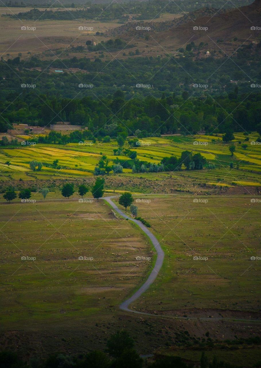 out door green trees