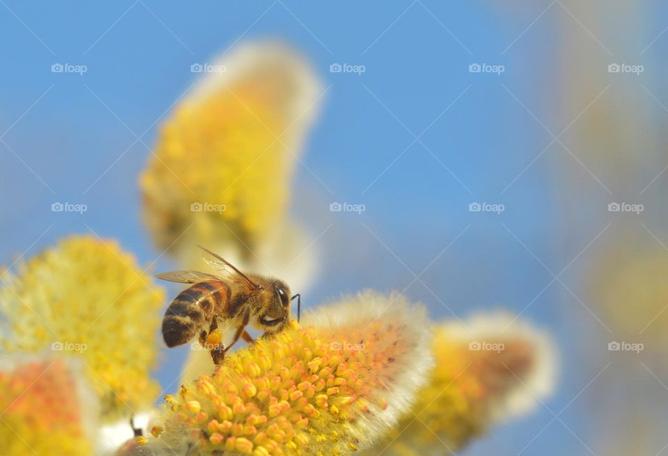 the fluffy willow bud spread in the spring and the bees set to work pumping out the first nectar. a yellow fluffy bud against a blue sky and an ordinary Asian bee collecting pollen and nectar.