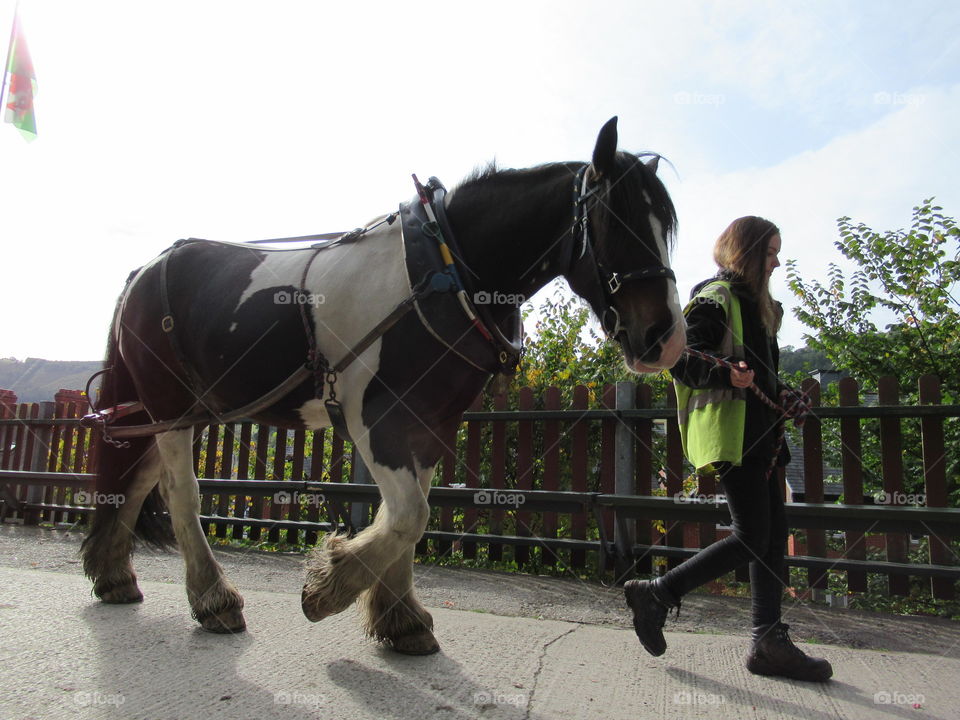 Lady getting a horse ready to tow a horse drawn boat