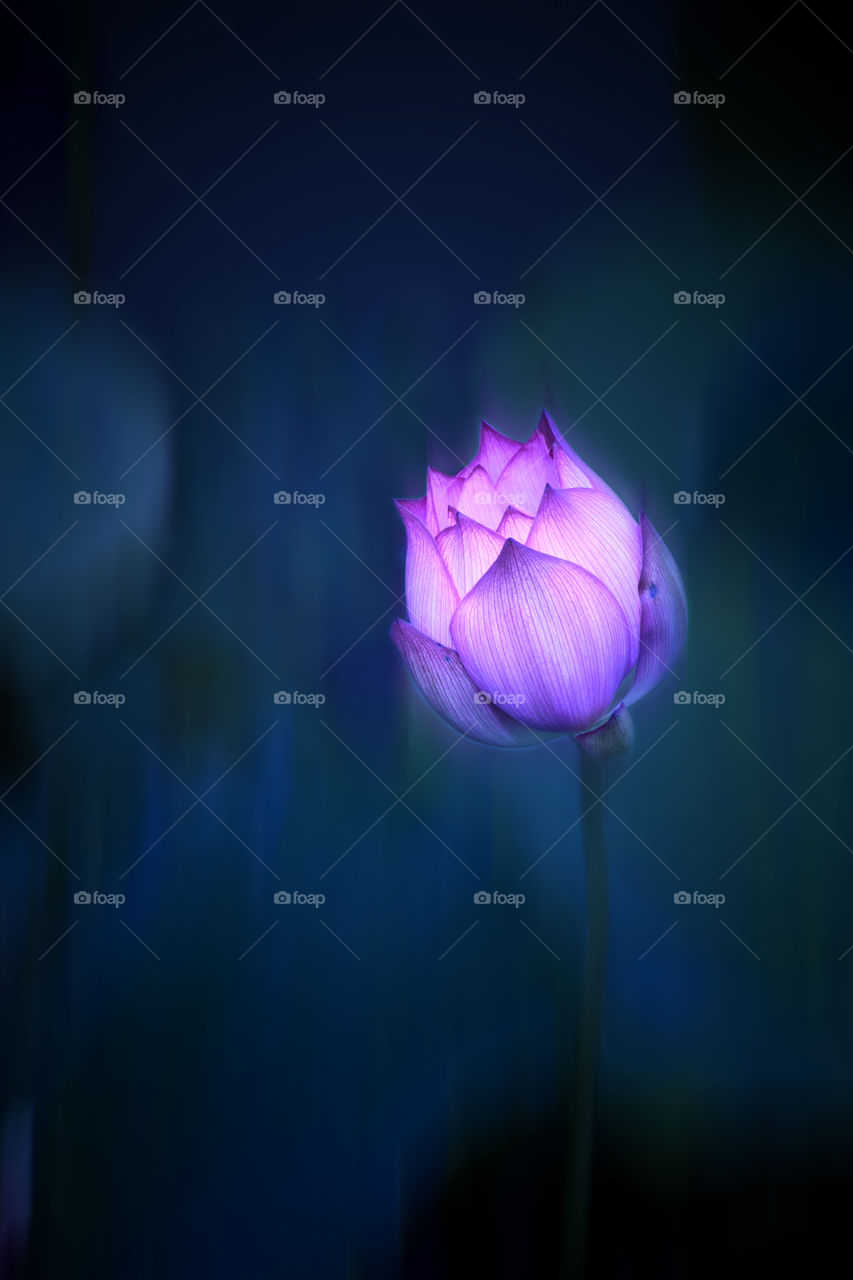 Close up of beautiful lotus