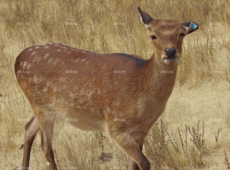 A deer interrupted from his feeding at the Wildlife Safari in Southern Oregon. 