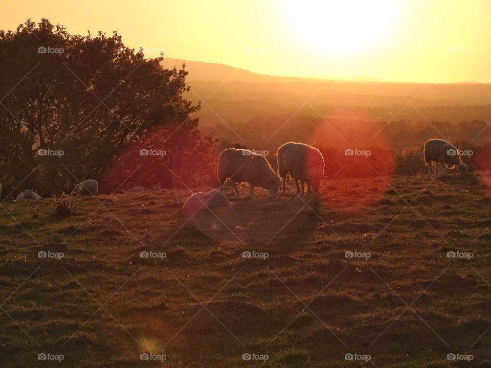 Sheep grazing in landscape during sunset