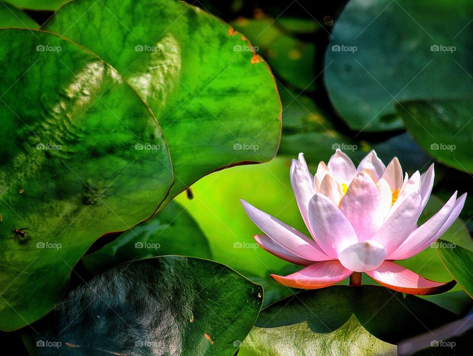 Delicate pink water Lily