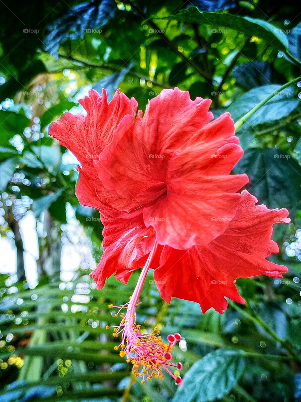 Awesome red hibiscus