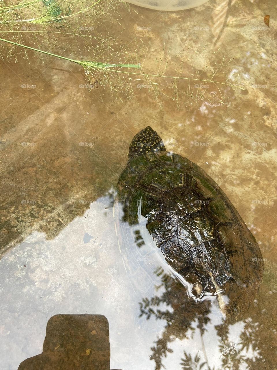 tortoise turtle