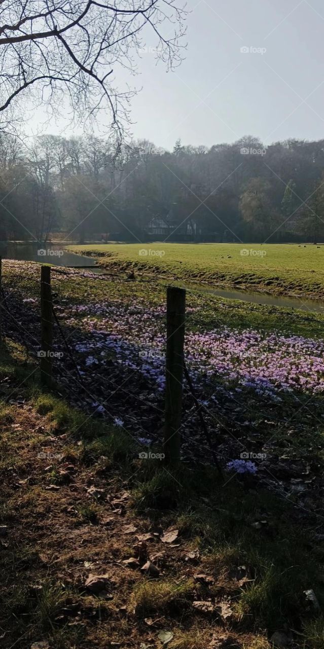 Sweet flower rose along the small river