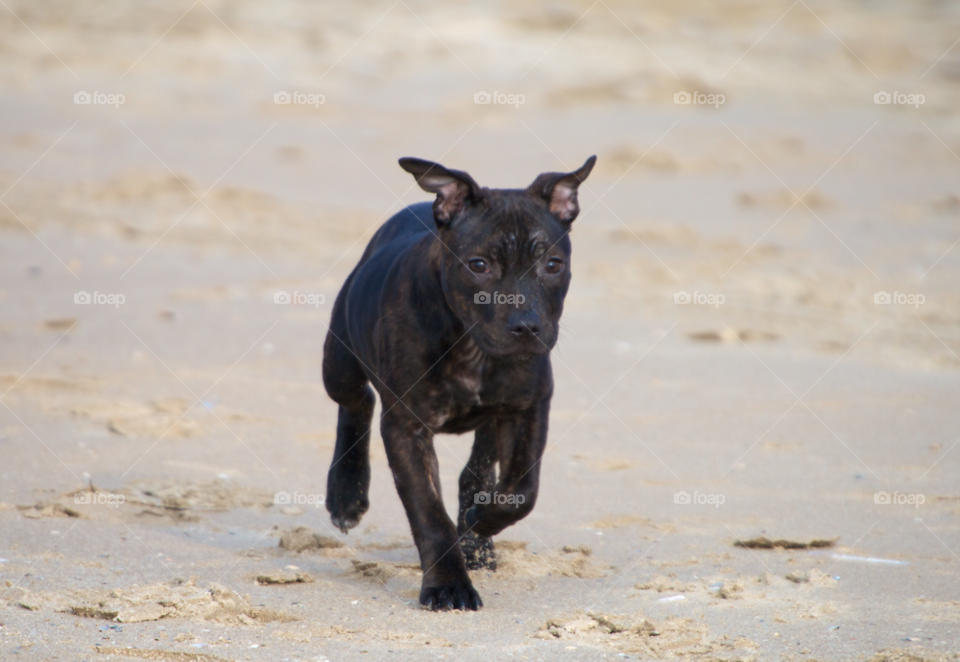 beach ocean play dog by KathOnEarth