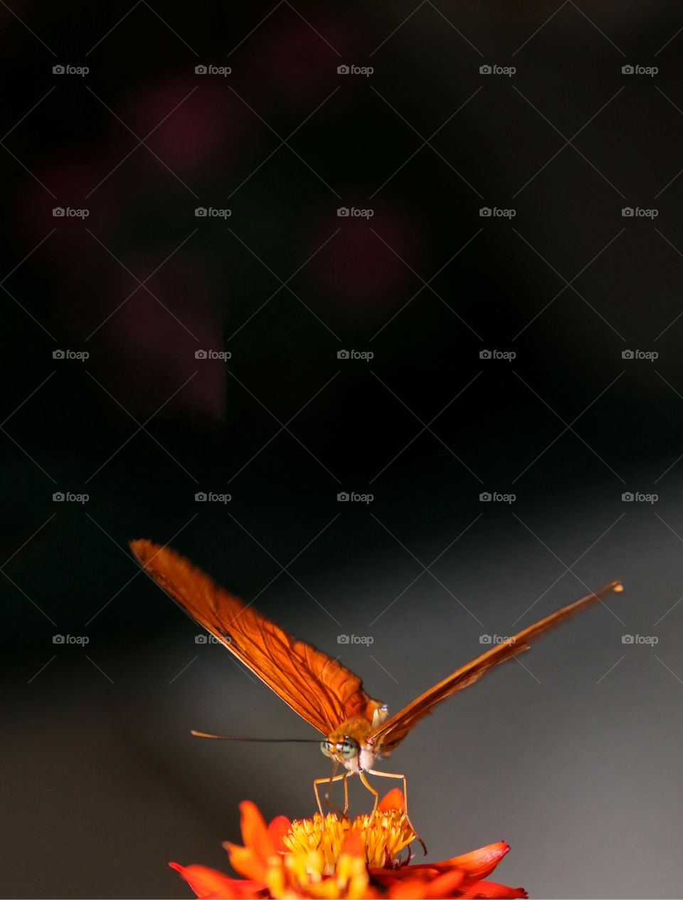 Orange butterfly closeup blurred background on flower room for text