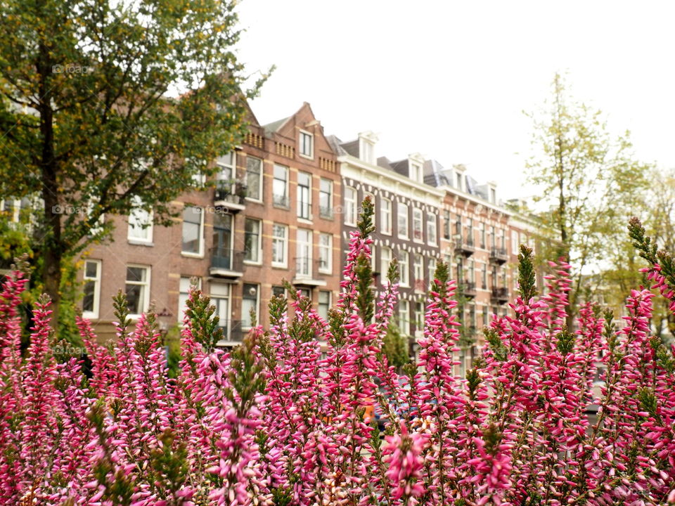 Colorful flowers grow in the center of Amsterdam during spring and bring a fresh and colorful feeling with them.