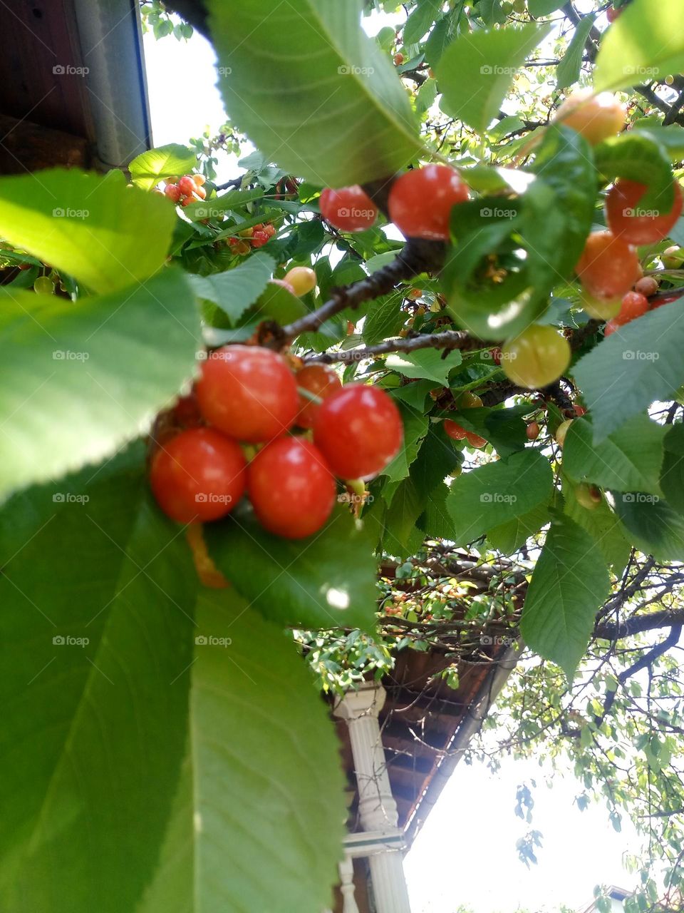 cherries