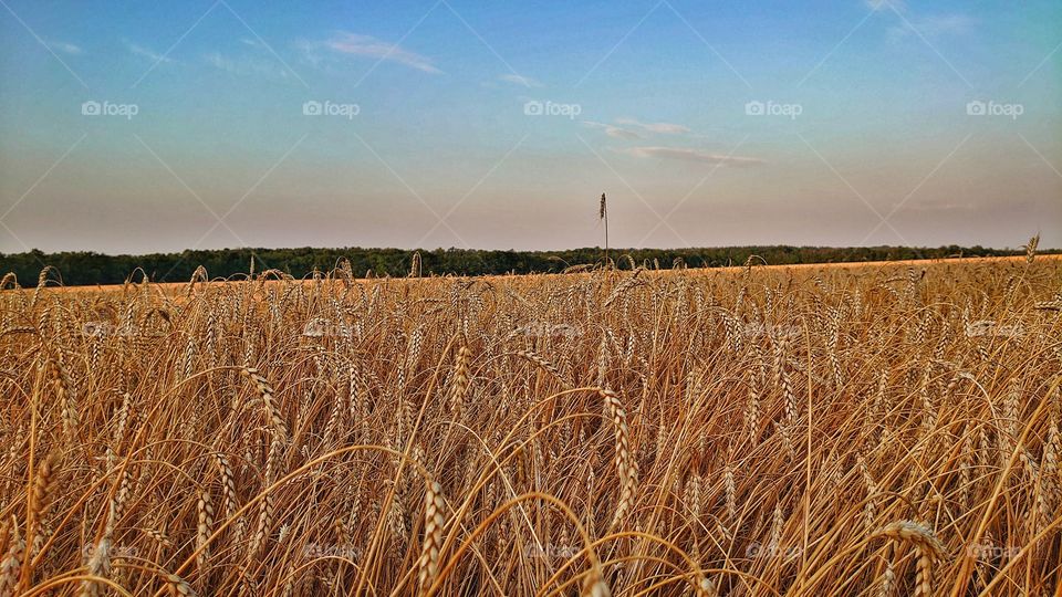 Landscapes. Spike wheat field and blue sky.
