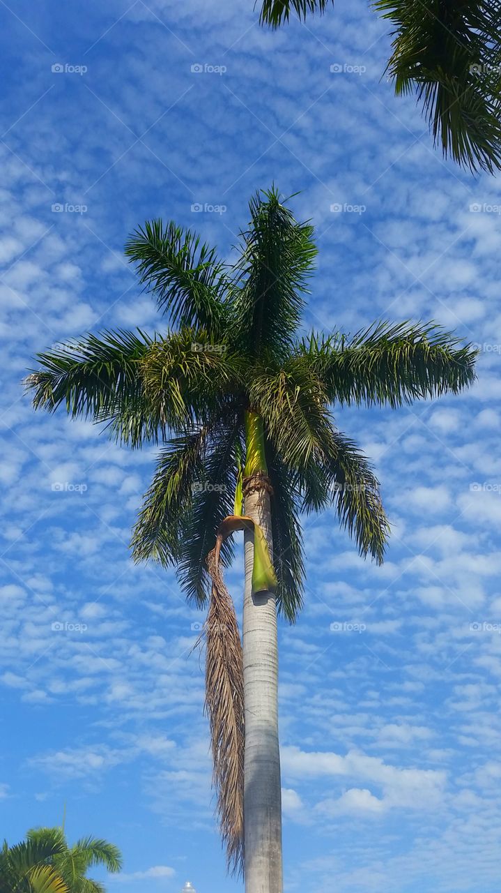 Hollywood Palm. A palm tree on Hollywood Boulevard.
