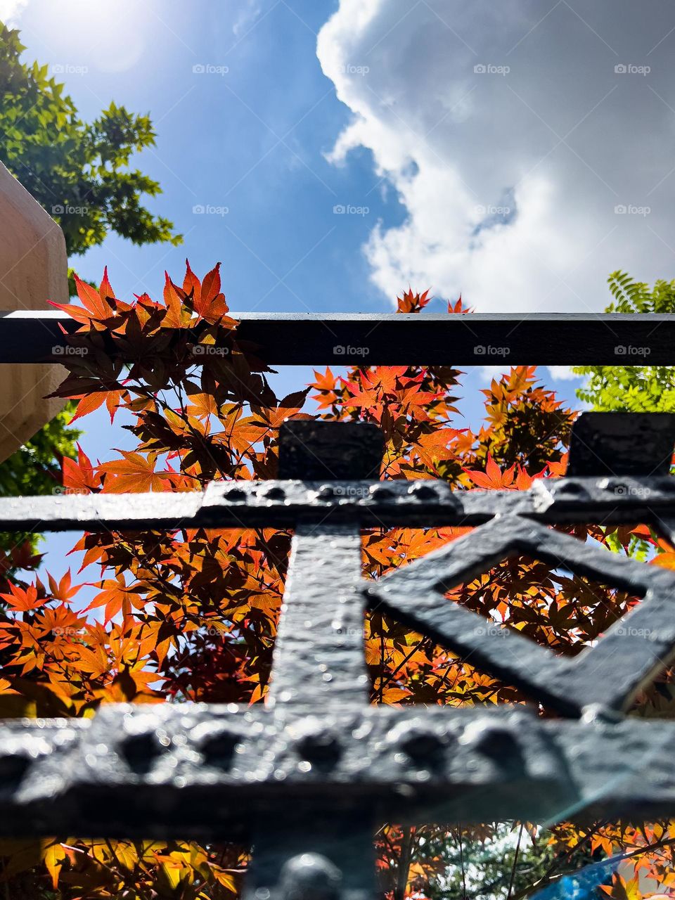 Trapped Japanese Elm Tree