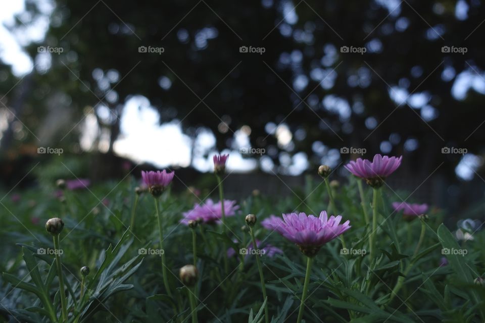 The side view of pink flowers in the garden.