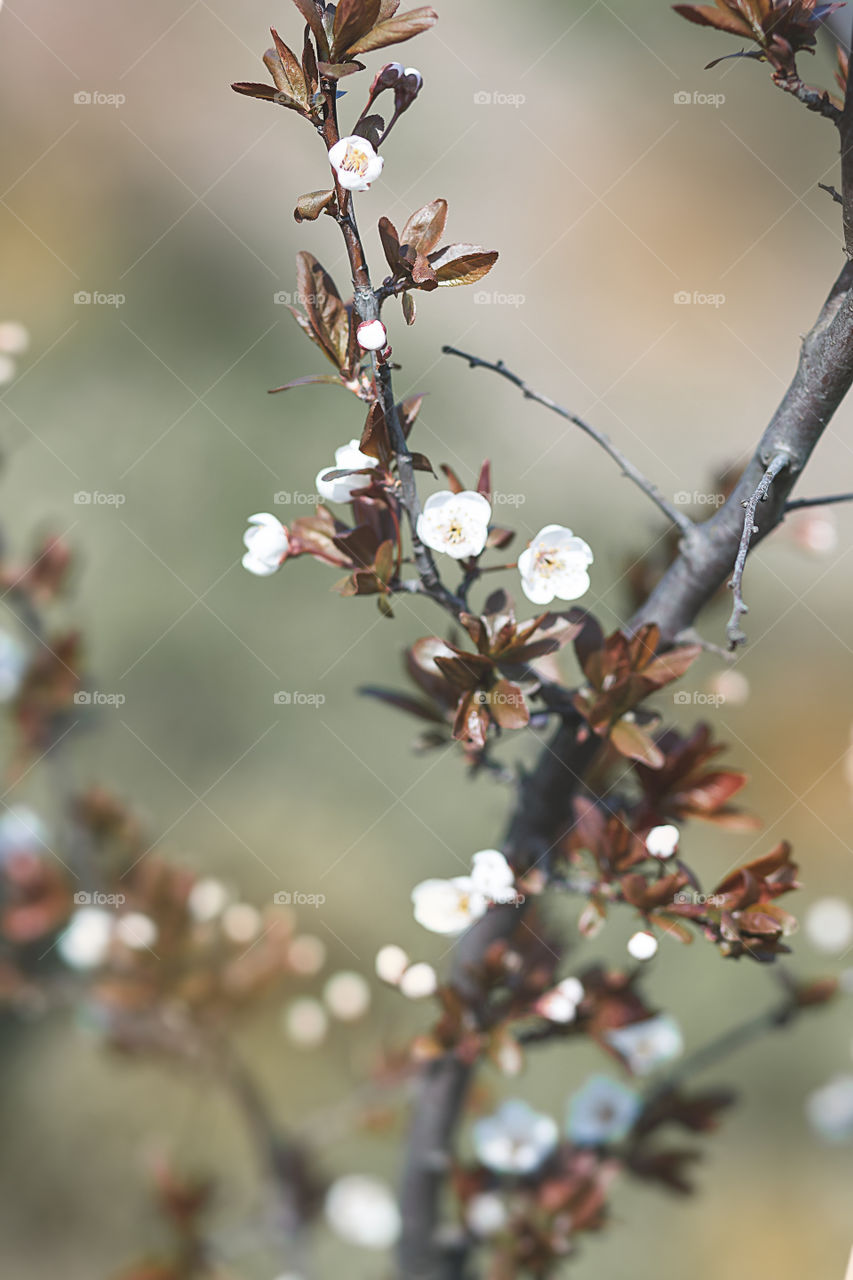 Spring flowers 