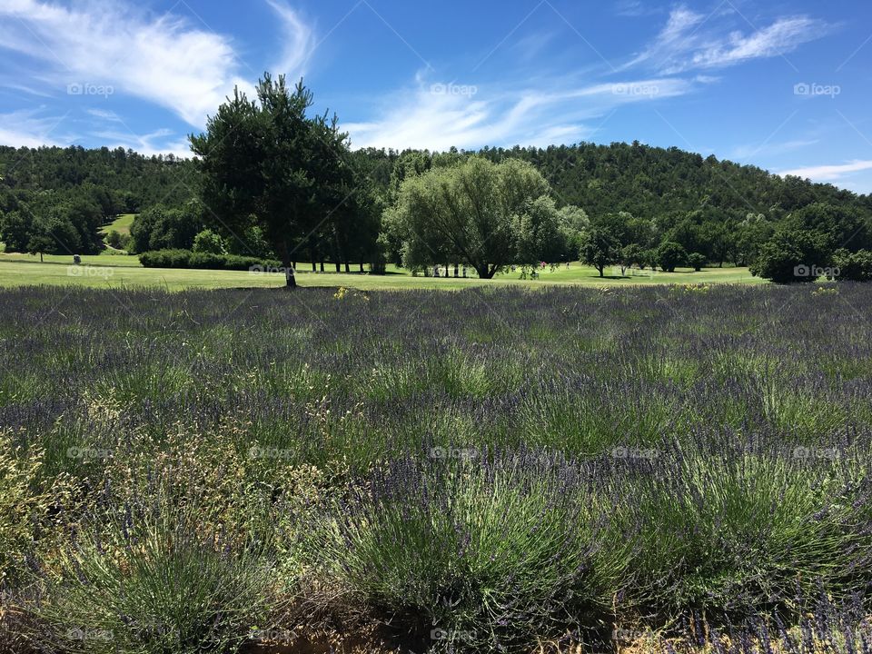 Landscape of Provence in summer 