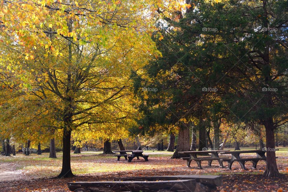 Autumn park