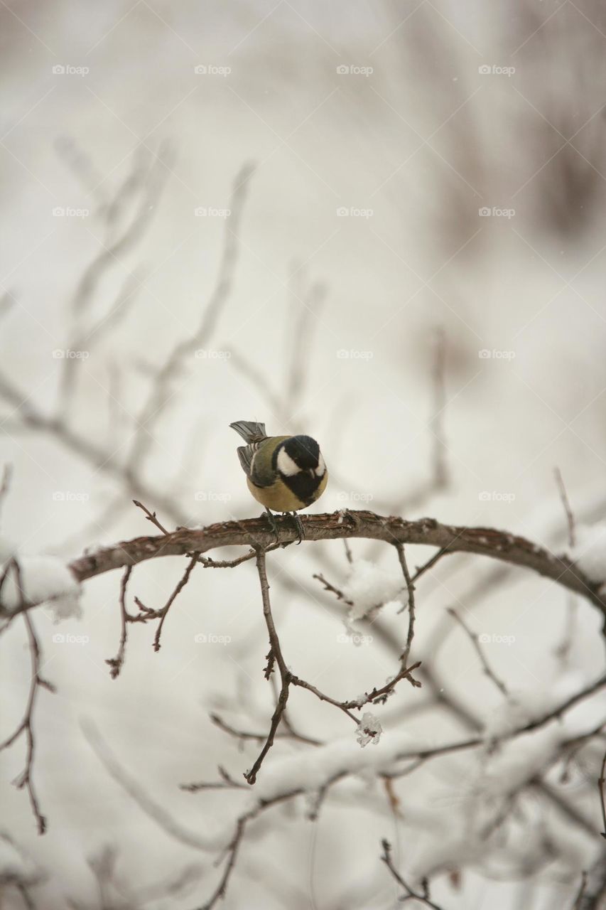 Tit in winter