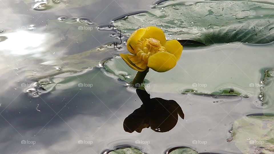 Water lily ⚜️💛