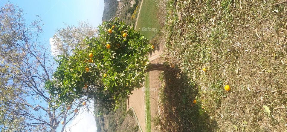 manderijnen boom