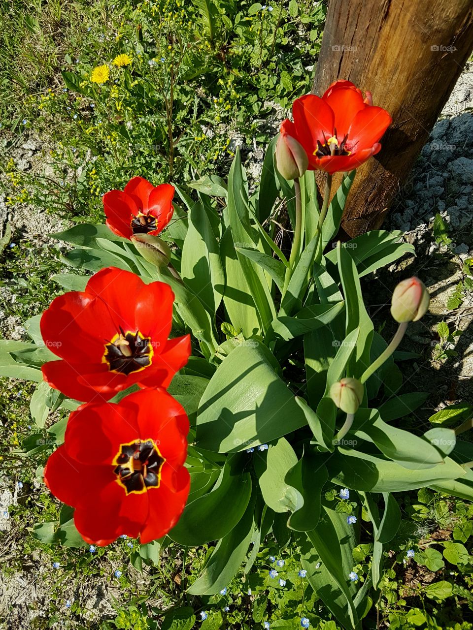 Blooming red tulips in springtime