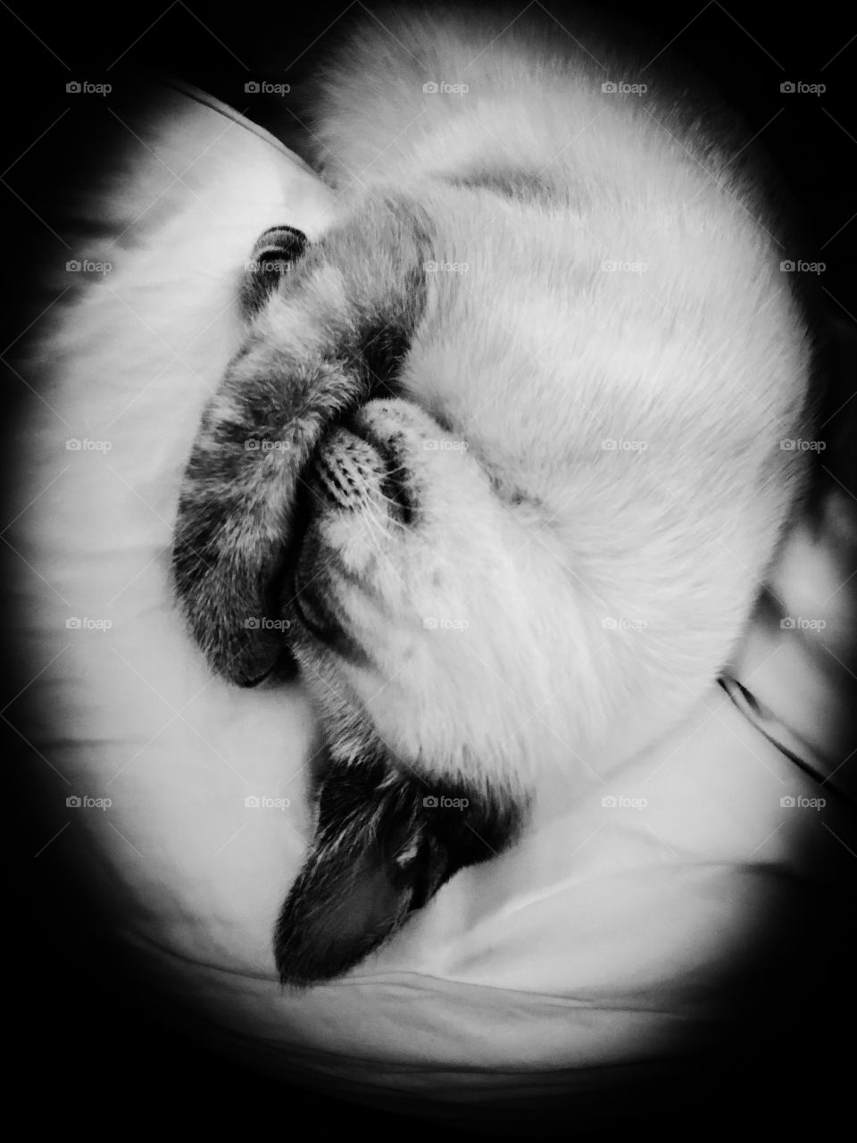 Curled up sleeping kitten in black and white