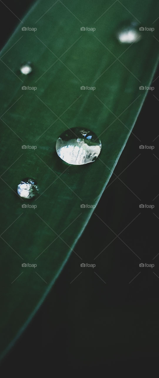 Raindrops collected on an Iris leaf.