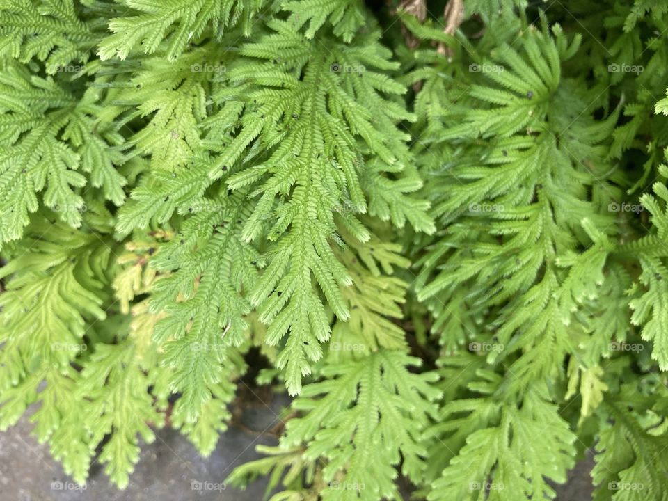 Ferns