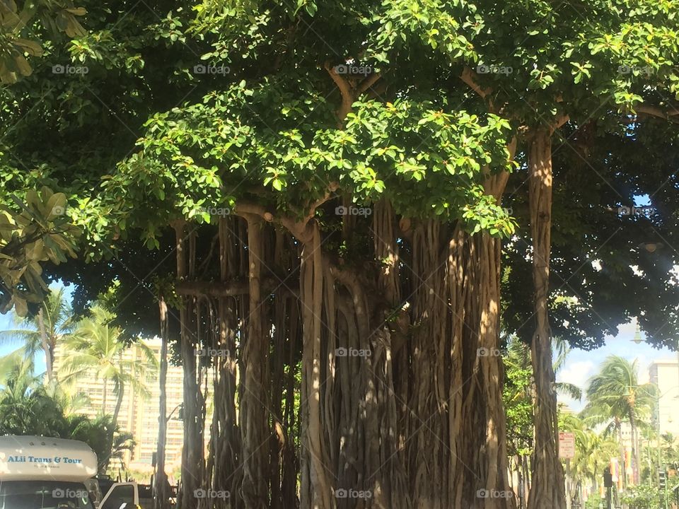 Tree in Hawaii 