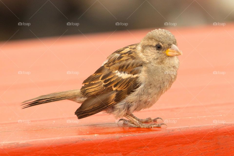 Small bird, sparrow on a red surface.