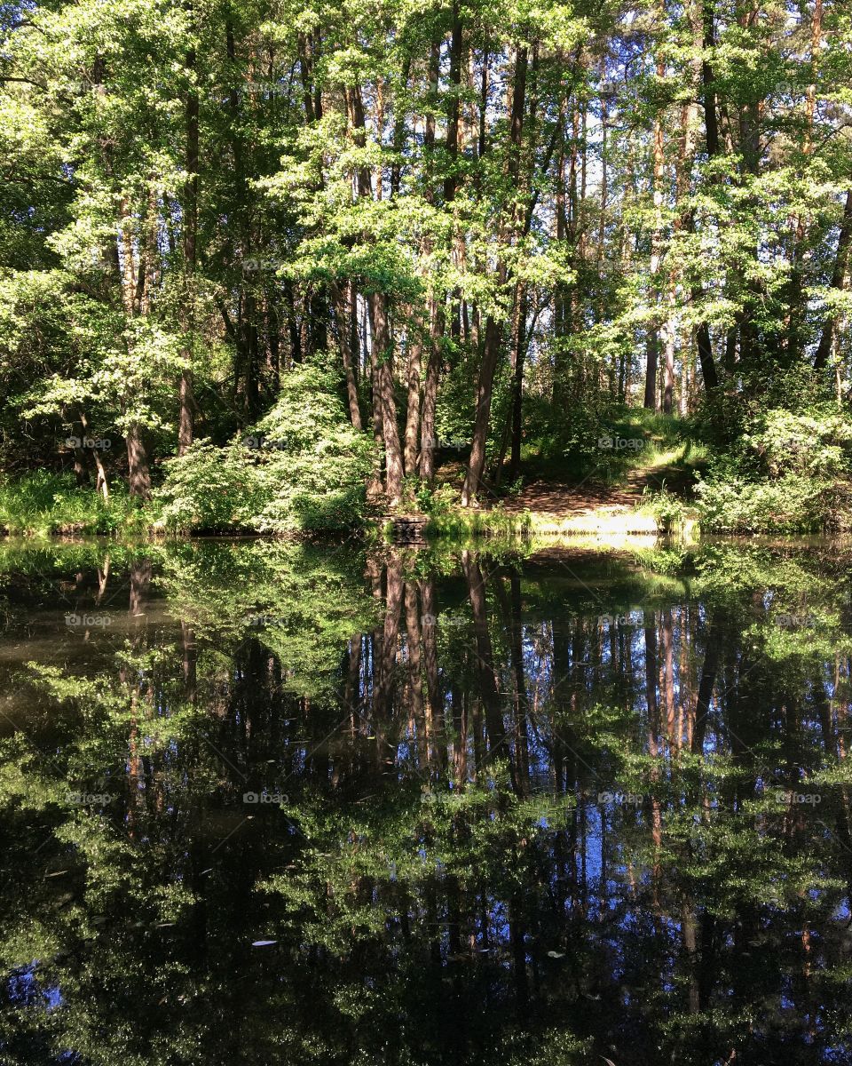 Green forest reflects in pond, water, trees 