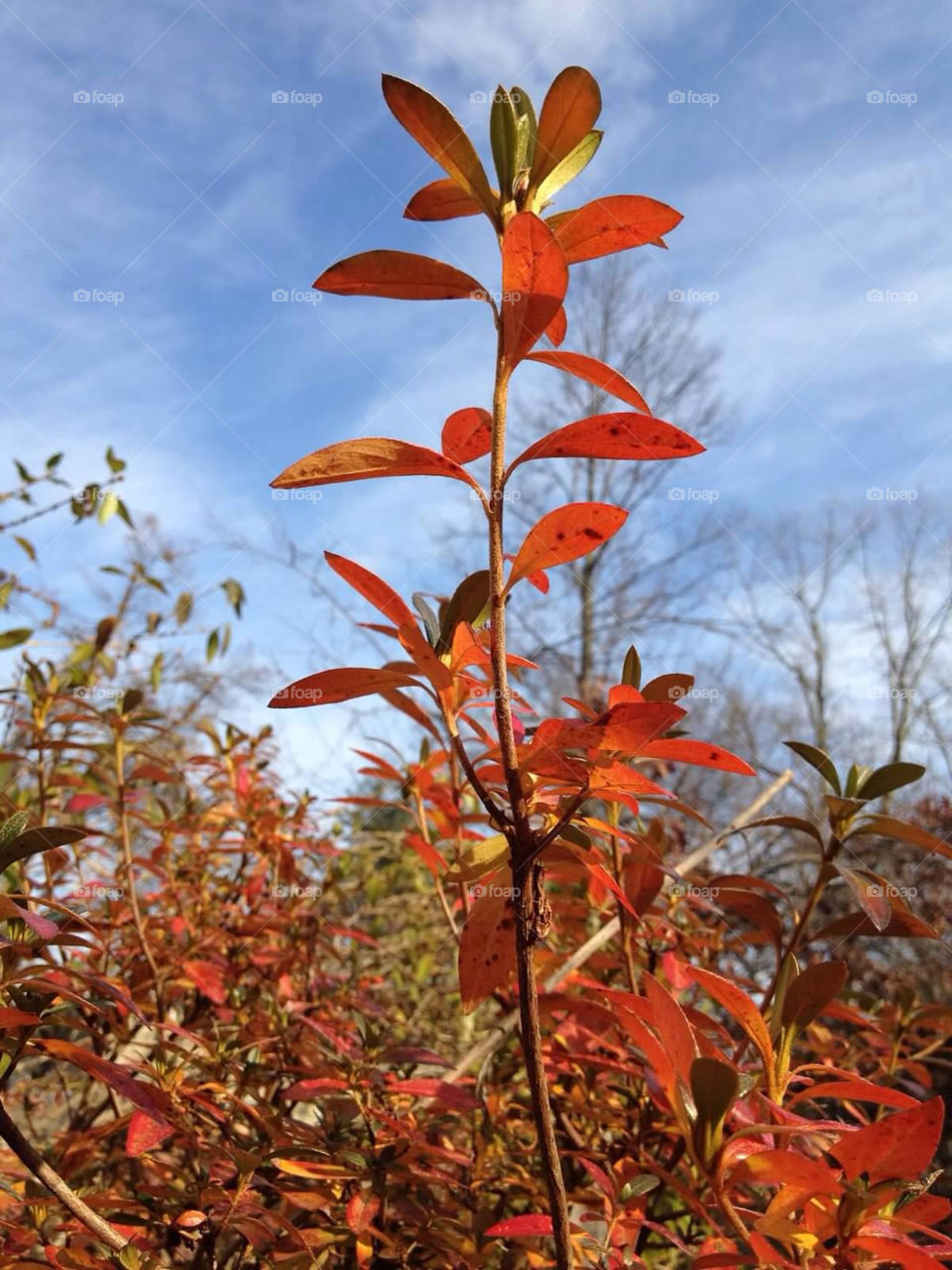 red orange autumn mission4 by jmh