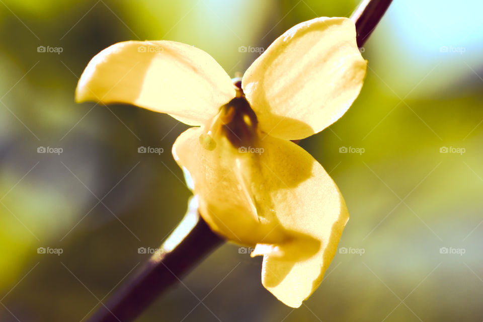 Yellow spring flower on a young branch