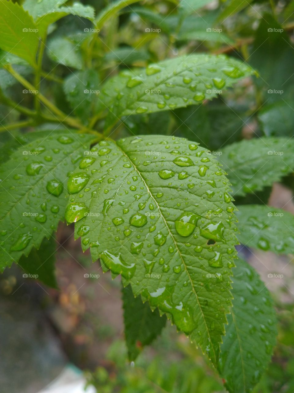 in raining tree's leave are beautiful