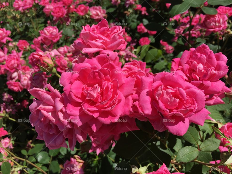 Pink roses in sunshine